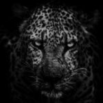 Profile photo of jalfre